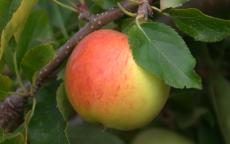Gala apple trees