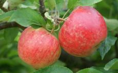 Elstar apple trees