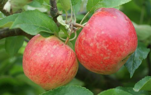 Elstar apples