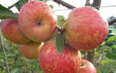 Rubinette apple trees