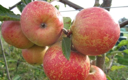 Rubinette apples