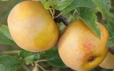 See also Egremont Russet
