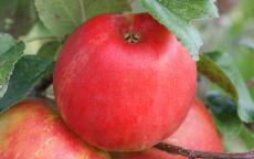 See also Honeycrisp