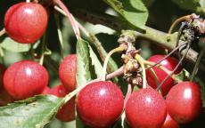 Sweetheart cherry trees