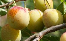 Oullins Gage plum tree