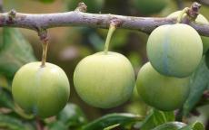 Old Green Gage plum tree