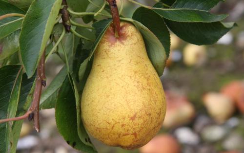Williams pears