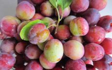 Opal plum tree