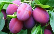 Victoria plum tree