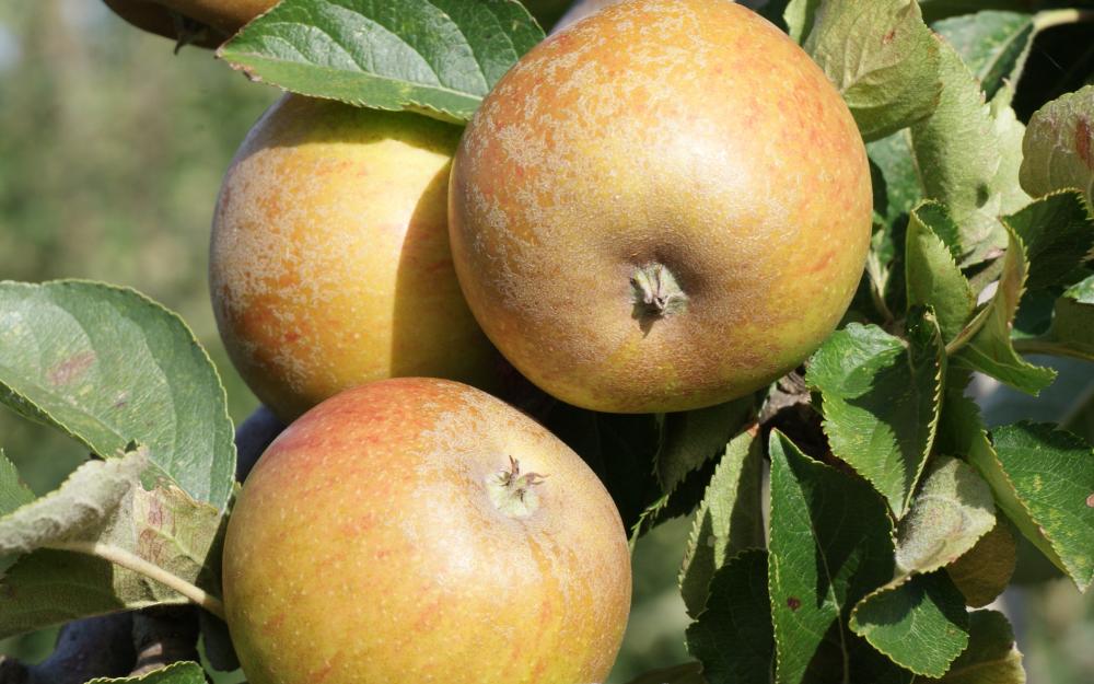 Ashmead's Kernel