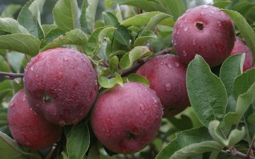 Empire apples