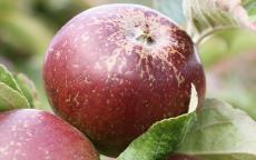 Dabinett cider apple trees