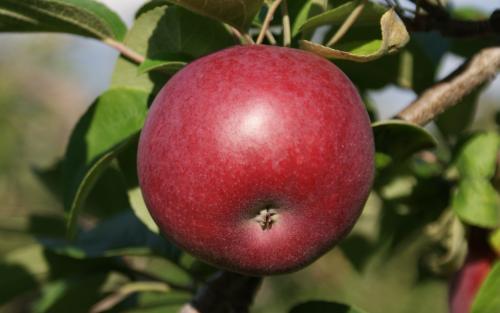 McIntosh apples