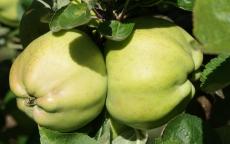 Calville Blanc apple trees