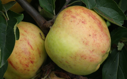 Gravenstein apples