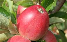See also Worcester Pearmain