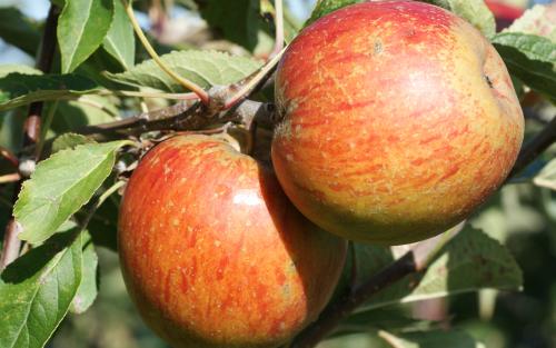 Margil apples