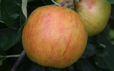 Holstein apple trees