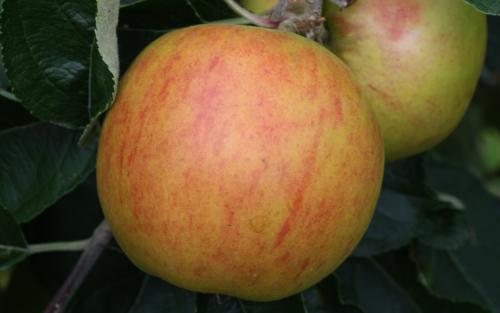 Holstein apples