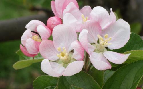 Sturmer Pippin apple blossom