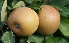 Zabergau Reinette apple trees