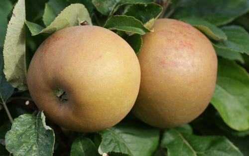 Zabergau Reinette apples