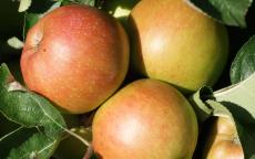 Baldwin apple trees