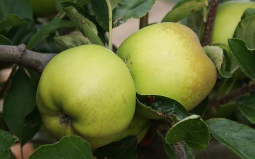 Grimes Golden apples