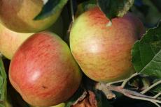 Jonathan apple trees