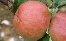 King of Tompkins County apple trees