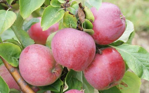 Liberty apples