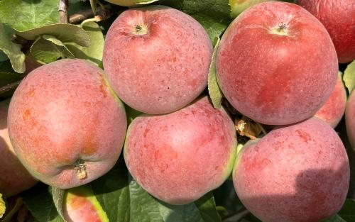 Liberty apples