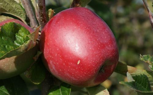 Northern Spy apples
