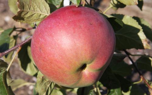 Wolf River apples