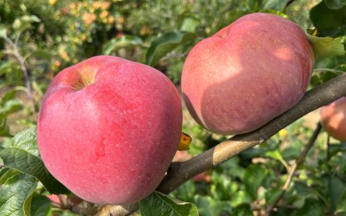 Wolf River apples