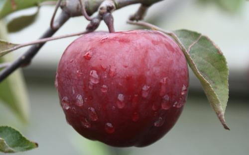 Almata apples
