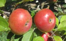 Lady apple trees