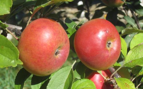 Lady (Api) apples