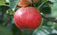 Beauty of Bath apple trees