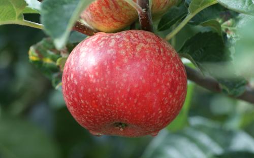 Beauty of Bath apples