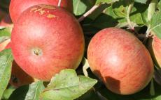 Chisel Jersey cider apple trees