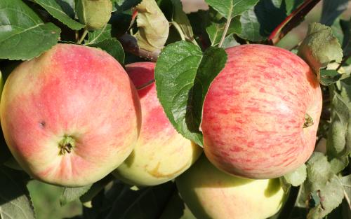 Duchess of Oldenburg apples