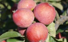 Harry Masters Jersey cider apple trees