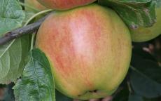 King David apple trees