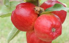 Redfree apple trees