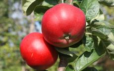 Tom Putt cider apple trees