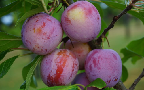 Count Althann's Gage plums