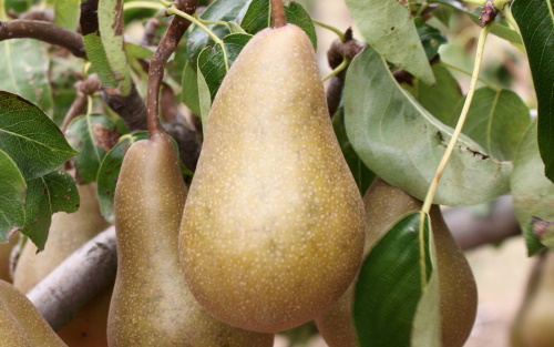 Beurre Bosc pears