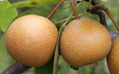 Niikata pears