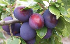 President plum tree